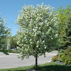 Crab, 'Spring Snow'