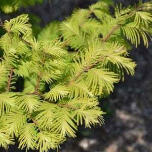 Redwood, Dawn 'Amber Glow'