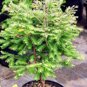 Redwood, Dawn 'North Light'