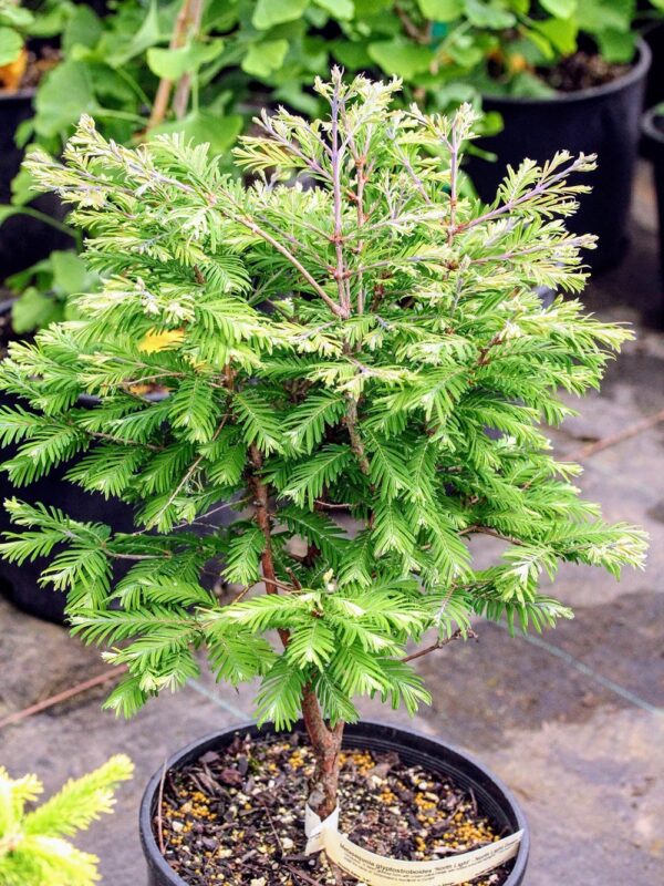 Redwood, Dawn 'North Light'