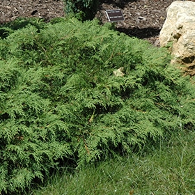 Carpet Cypress, Siberian #3
