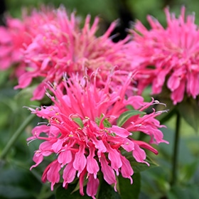 Coral Reef Bee Balm