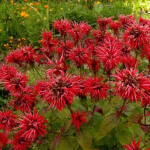 'Bee Mine Red' Bee Balm
