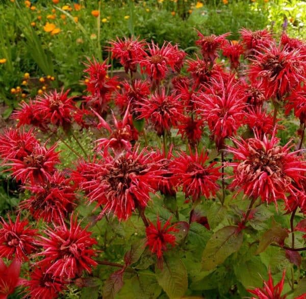 'Bee Mine Red' Bee Balm