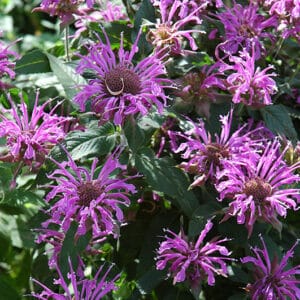 'Blue Moon' Bee Balm