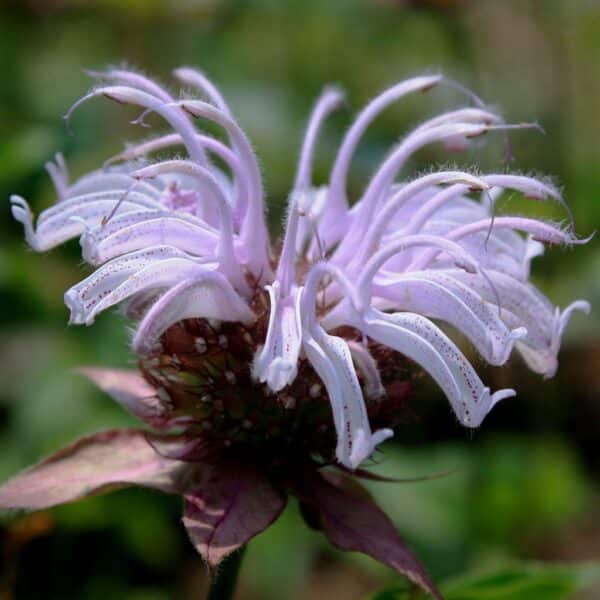 Eastern Bee Balm - Image 2
