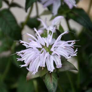 Eastern Bee Balm