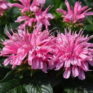 'Electric Neon Pink' Bee Balm