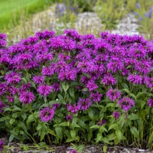 'Electric Neon Purple' Bee Balm