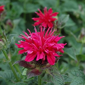 'Fireball' Bee Balm #1