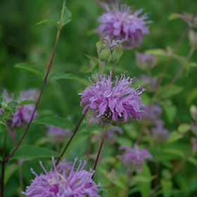 Wild Bergamot