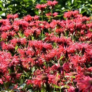 'Gardenview Scarlet' Bee Balm