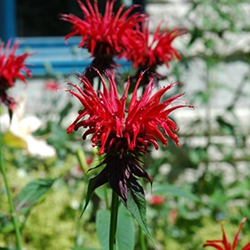 'Jacob Cline' Bee Balm