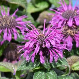 'Leading Lady Plum' Bee Balm
