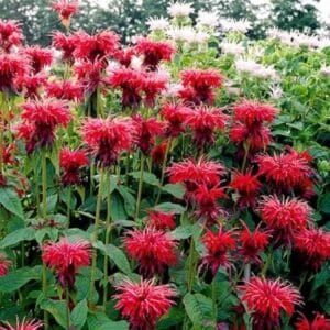 'Mahogany' Bee Balm