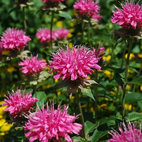 'Marshall'S Delight' Bee Balm
