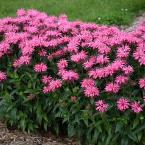 'Pink Chenille' Bee Balm