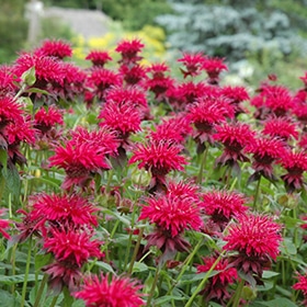 'Raspberry Wine' Bee Balm