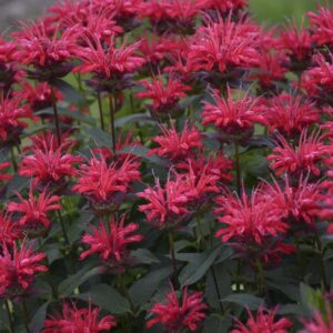 'Upscale Red Velvet' Bee Balm
