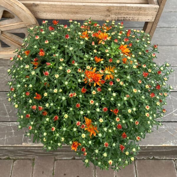 Mum 8" - Image 2