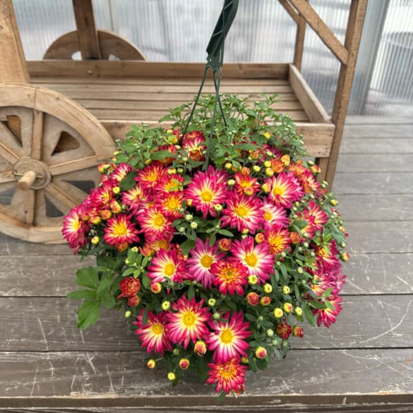 Mum Hanging Basket 10" - Image 2