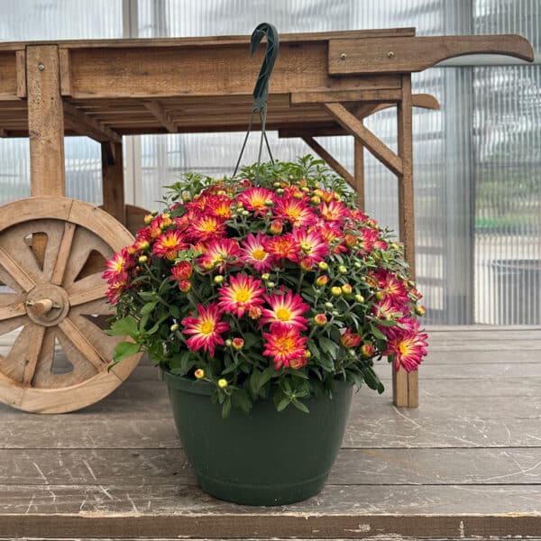 Mum Hanging Basket 10"