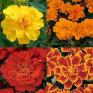 Marigold (French) - Annual Flat