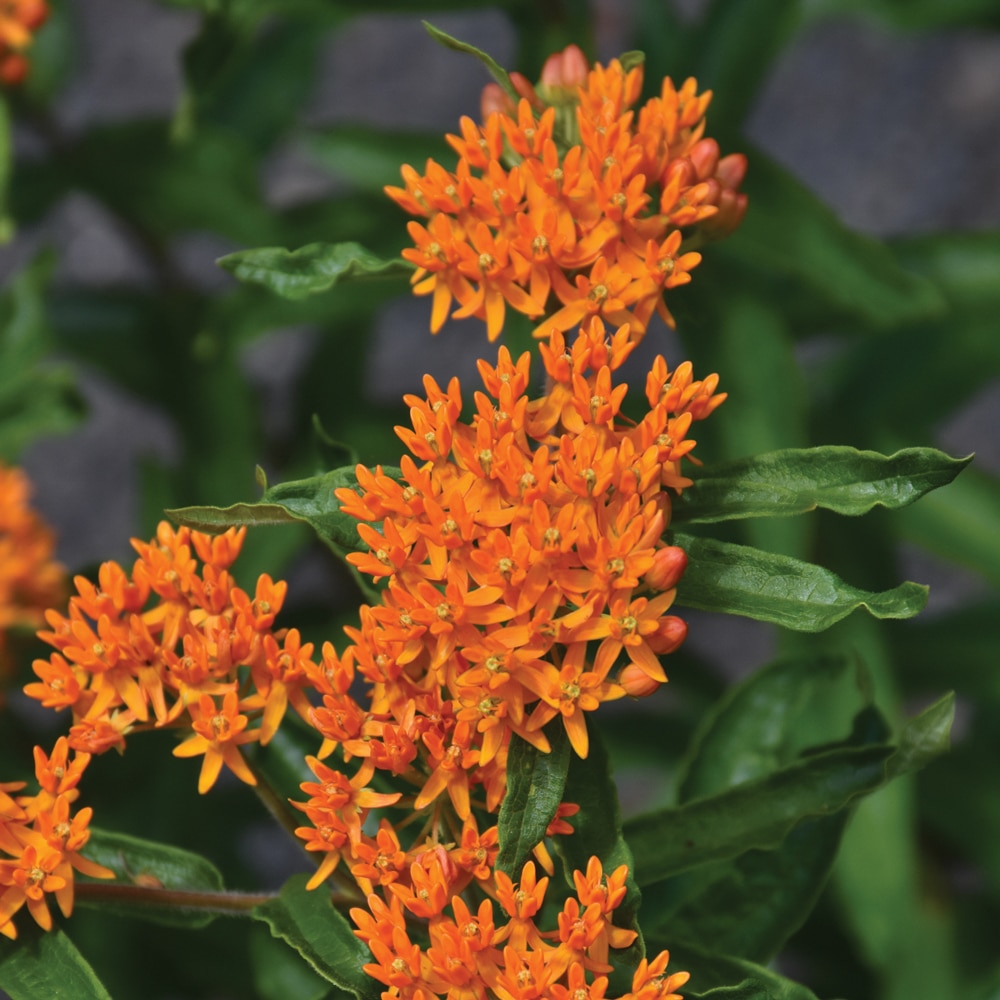 Milkweed flower