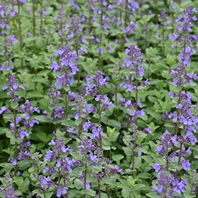 'Blue Wonder' Catmint #1