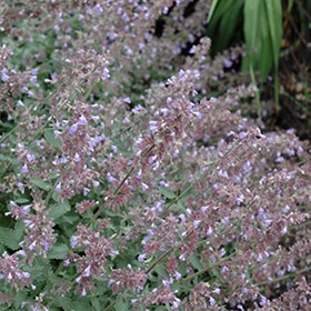 Cat's Meow' Catmint #1