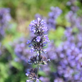 Cat's Pajamas' Catmint