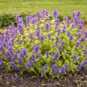 'Chartreuse on the Loose' Catmint