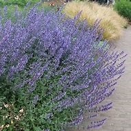 'Junior Walker' Catmint