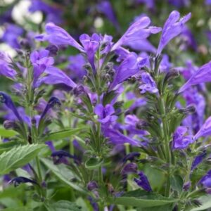 'Purple Prelude' Catmint