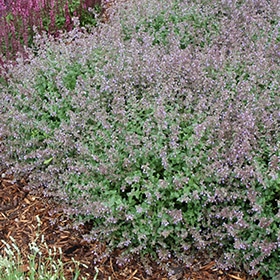 Purrsian Blue' Catmint #1
