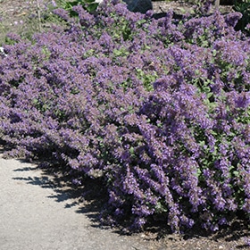 'Walkers Low' Catmint #1