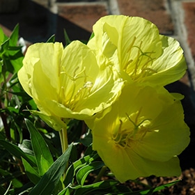 Missouri Primrose