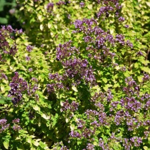 'Drops of Jupiter' Oregano