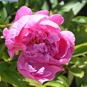 'Alexander Fleming' Peony