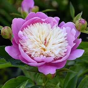 'Bowl Of Beauty' Peony