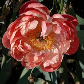 'Coral Charm' Peony