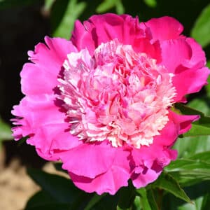 'Mme Emile Debatene' Peony #2