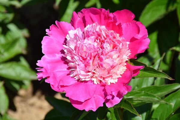 'Mme Emile Debatene' Peony #2