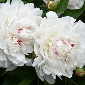 'Festiva Maxima' Peony