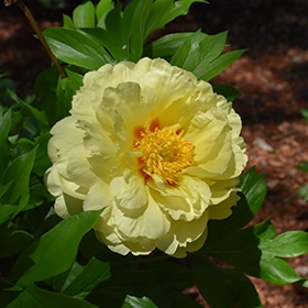 'Bartzella' Peony