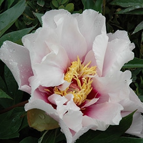 'Cora Louise' Peony