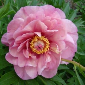'Double Bubble Pink' Garden Candy Itoh Peony