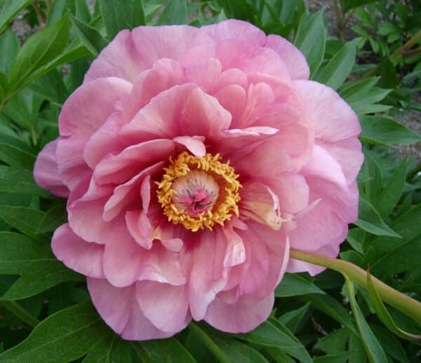 'Double Bubble Pink' Garden Candy Itoh Peony