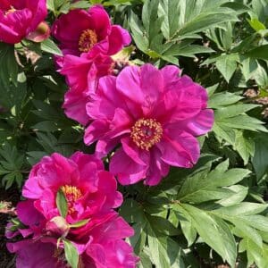 'Evie Jane' Garden Candy Itoh Peony