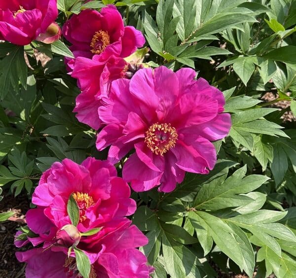 'Evie Jane' Garden Candy Itoh Peony
